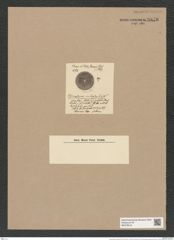 Coscinodiscus cribrosus Witt. (de-Toni-Nr.: Genus 202, Species 5115) Zeichnungen Sammlung Grunow Nr. 8878 (NHMW-BOT-W0378519)